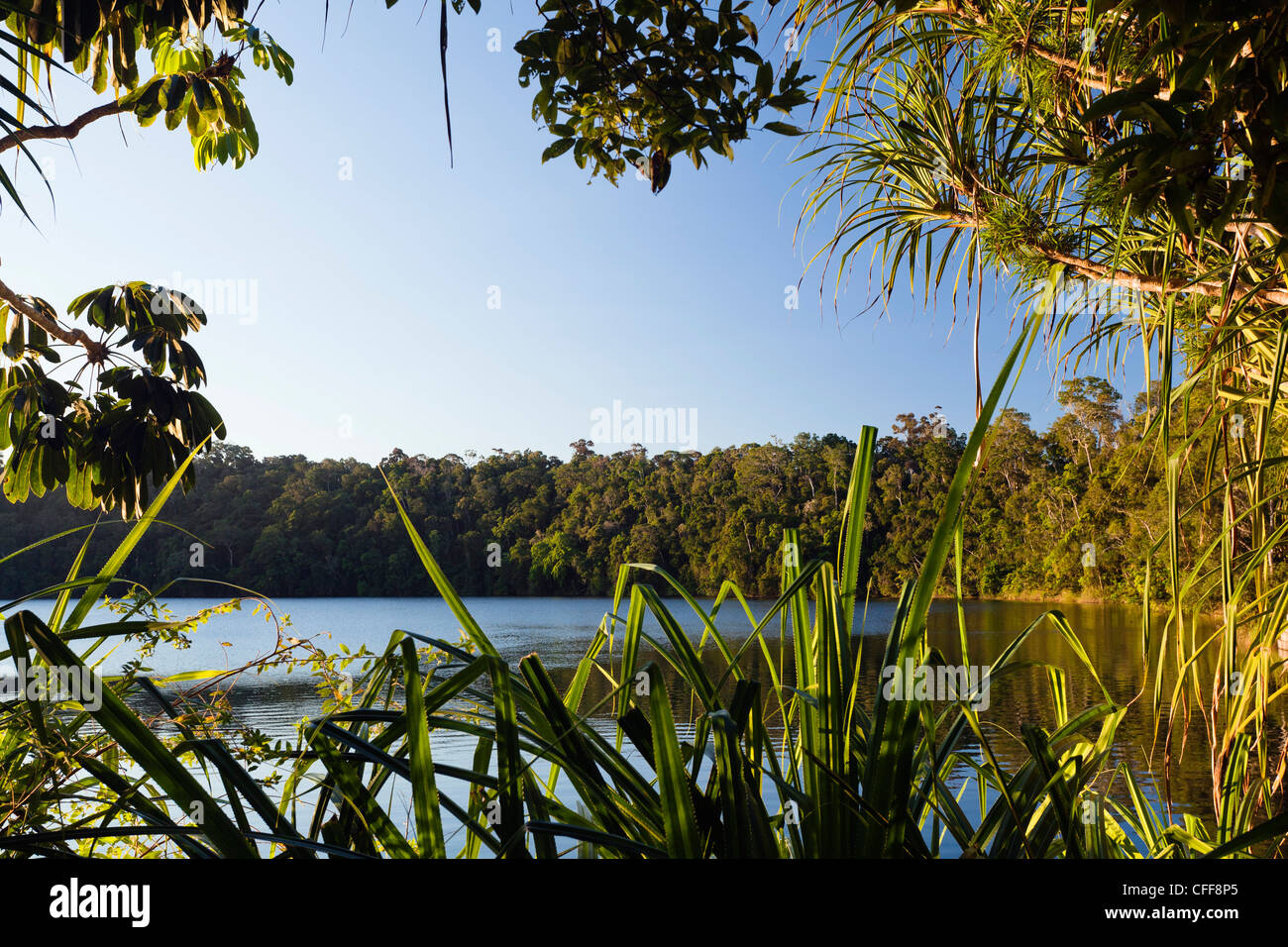 Lake Eacham, Crater Lakes National Park, Atherton Tablelands, Queensland, Australien Stockfoto