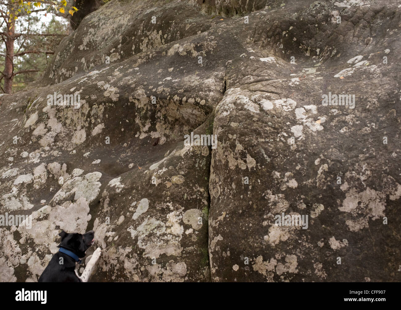 Ein Border-Collie versucht ein Flechten bedeckt Bouldern Sandsteinfelsen in einem Wald in Fontainebleau Klettern Stockfoto