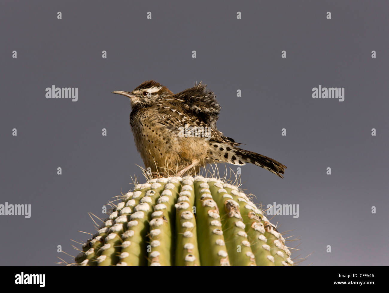 Kaktus-Zaunkönig, Campylorhynchus Brunneicapillus auf gigantischen Kaktus (Saguaro). Sonoran Wüste, Arizona, USA Stockfoto