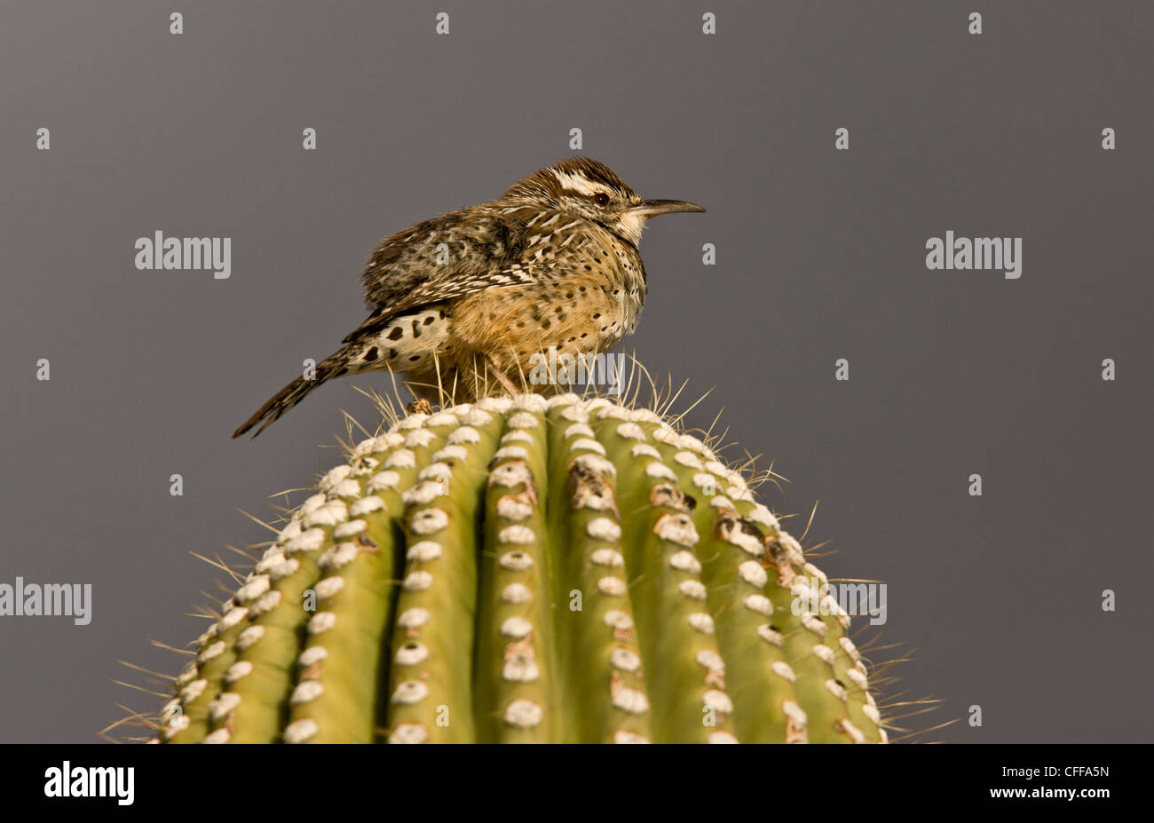 Kaktus-Zaunkönig, Campylorhynchus Brunneicapillus auf gigantischen Kaktus (Saguaro). Sonoran Wüste, Arizona, USA Stockfoto