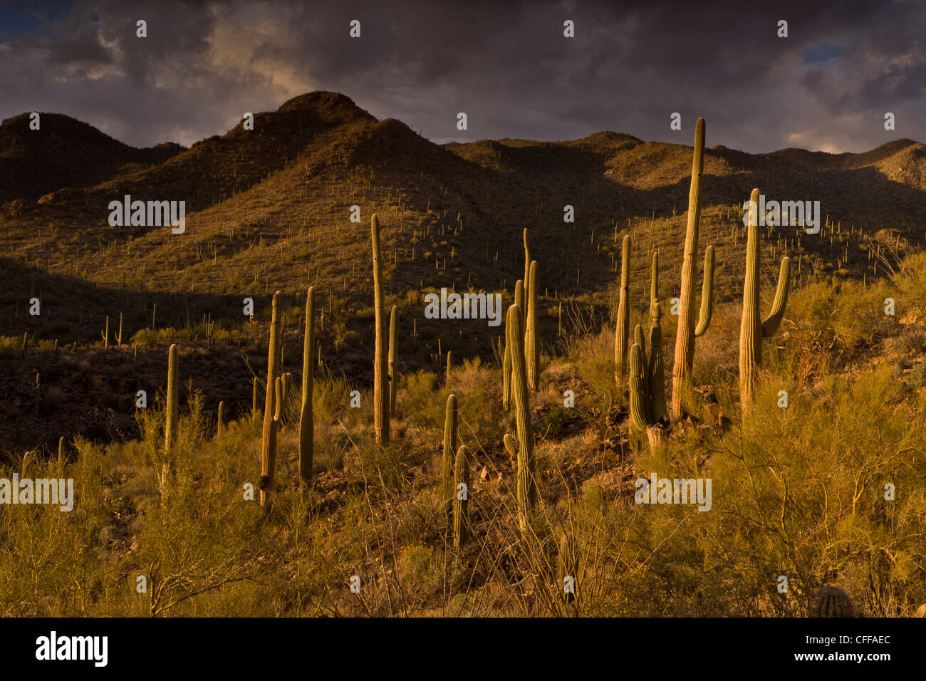 Saguaro, gigantischen Kaktus Carnegiea Gigantea im Kings Canyon, Saguaro National Park (west), Arizona, USA Stockfoto