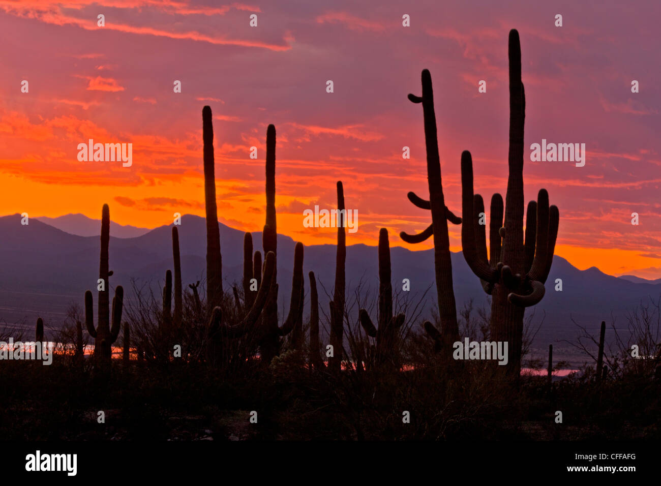 Saguaro, gigantischen Kaktus Carnegiea Gigantea bei Sonnenuntergang im Saguaro National Park (west), Arizona, USA Stockfoto