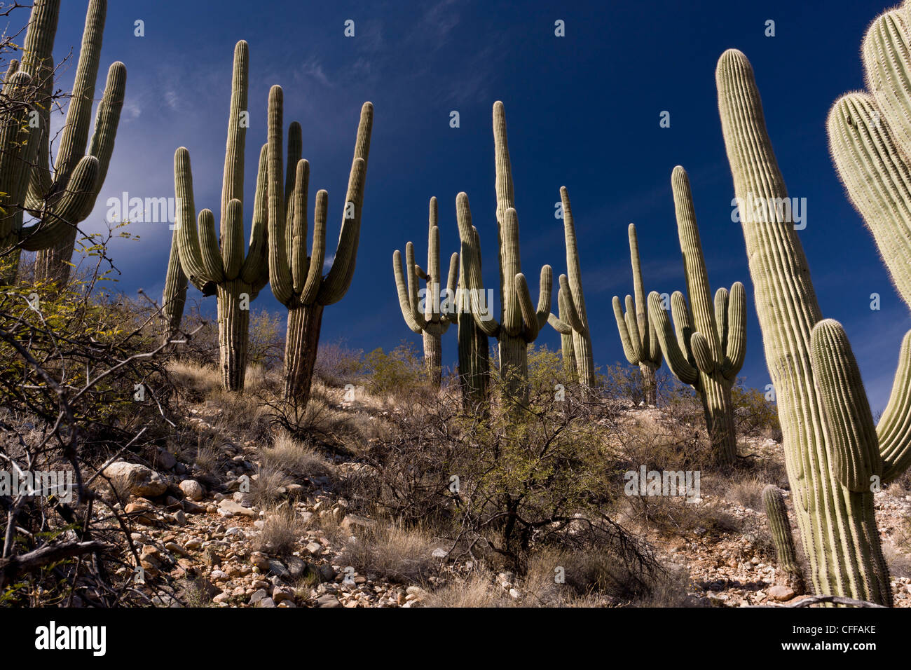 Saguaro, gigantischen Kaktus Carnegiea Gigantea in Arizona, USA Stockfoto