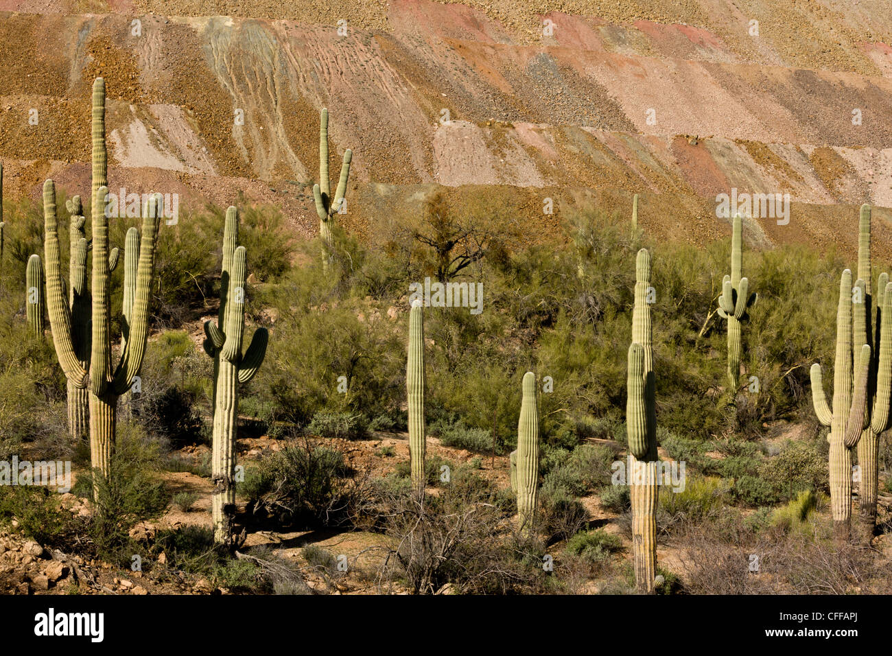 Saguaro, gigantischen Kaktus Carnegiea Gigantea wächst neben riesigen Kupfer mir verschwenden Tipp; Hayden, Arizona, USA Stockfoto