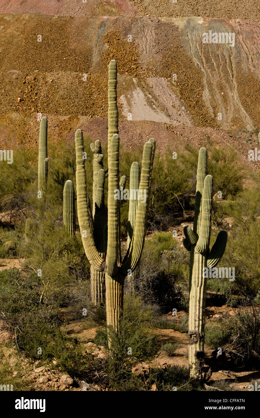 Saguaro, gigantischen Kaktus Carnegiea Gigantea wächst neben riesigen Kupfer mir verschwenden Tipp; Hayden, Arizona, USA Stockfoto