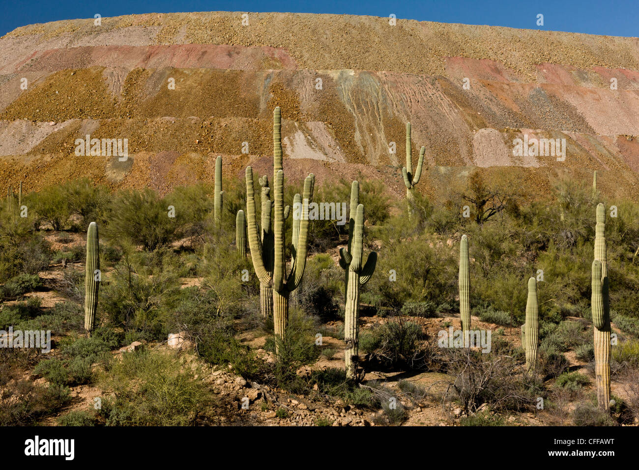 Saguaro, gigantischen Kaktus Carnegiea Gigantea wächst neben riesigen Kupfer mir verschwenden Tipp; Hayden, Arizona, USA Stockfoto