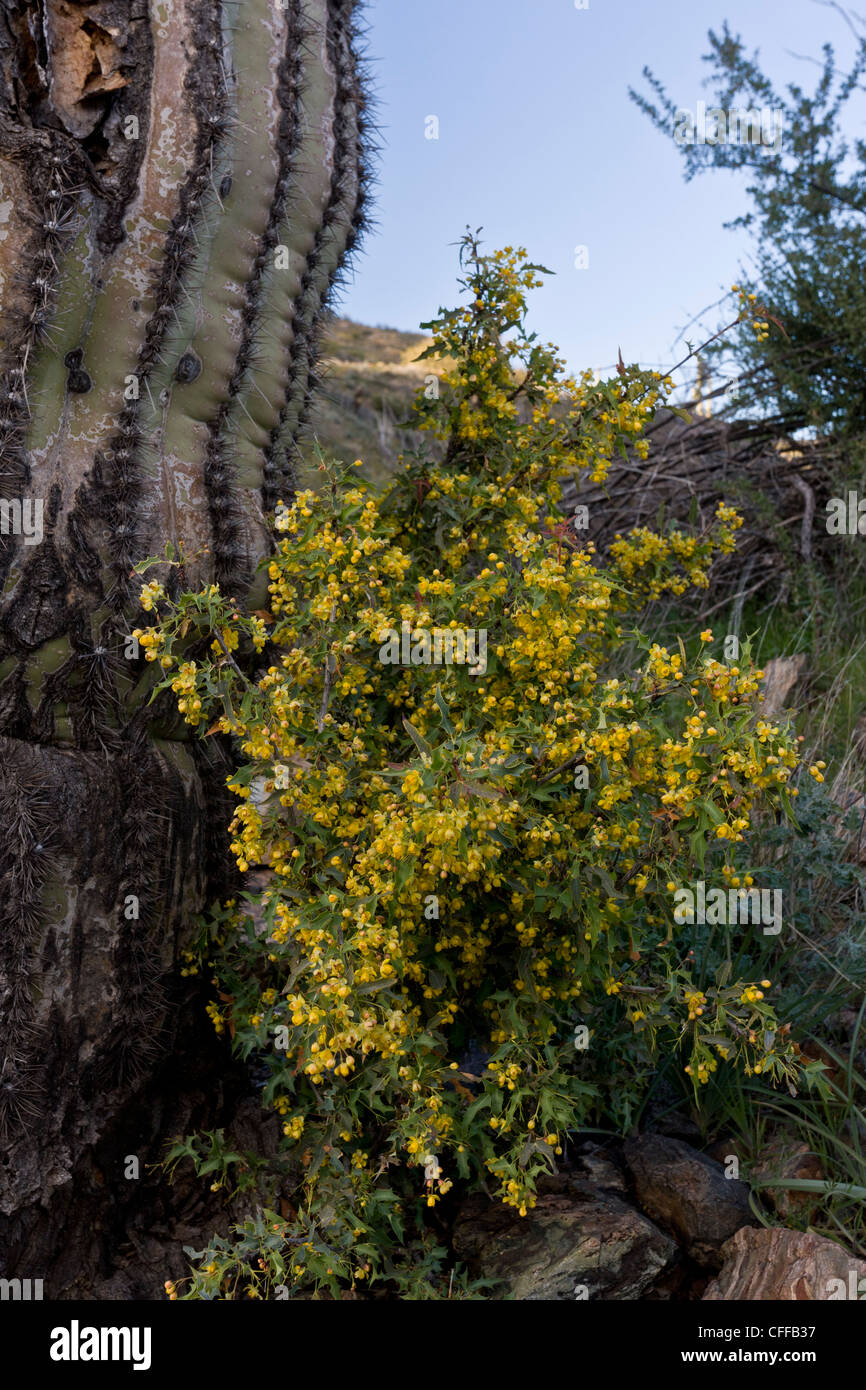 Rote Berberitze, Berberis Haematocarpa (= Mahonia). Bush wachsen von gigantischen Kaktus, Arizona, USA Stockfoto