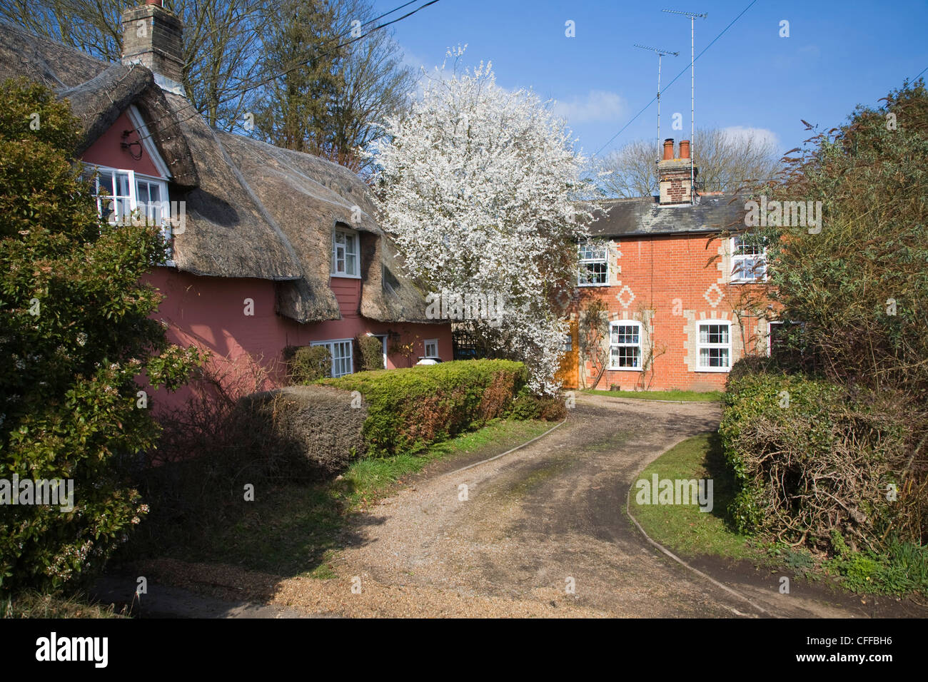 Reetgedeckten Haus roten Backstein Ferienhaus mit Frühjahr blühen, Grundisburgh, Suffolk, England Stockfoto