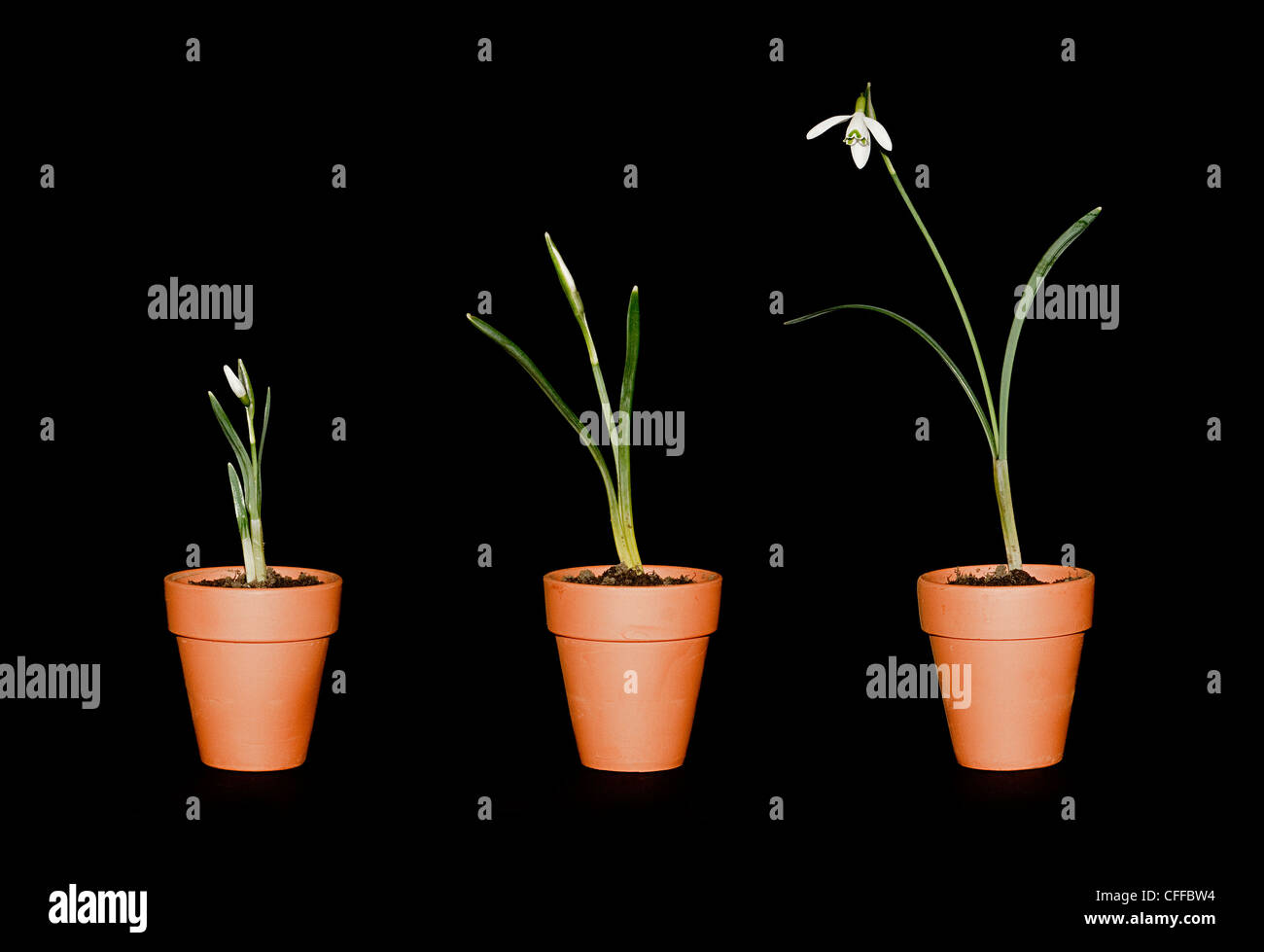 Pflanze drei Schneeglöckchen unterschiedlichem Reifegrad in Terrakotta-Töpfe auf einem schwarzen Hintergrund Stockfoto