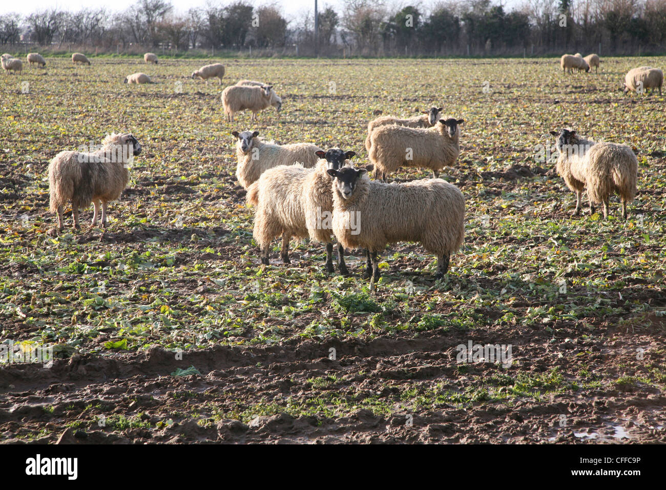Schafe weiden der übrig gebliebenen Kohl Ernte in Feld, Boyton, Suffolk, England Stockfoto