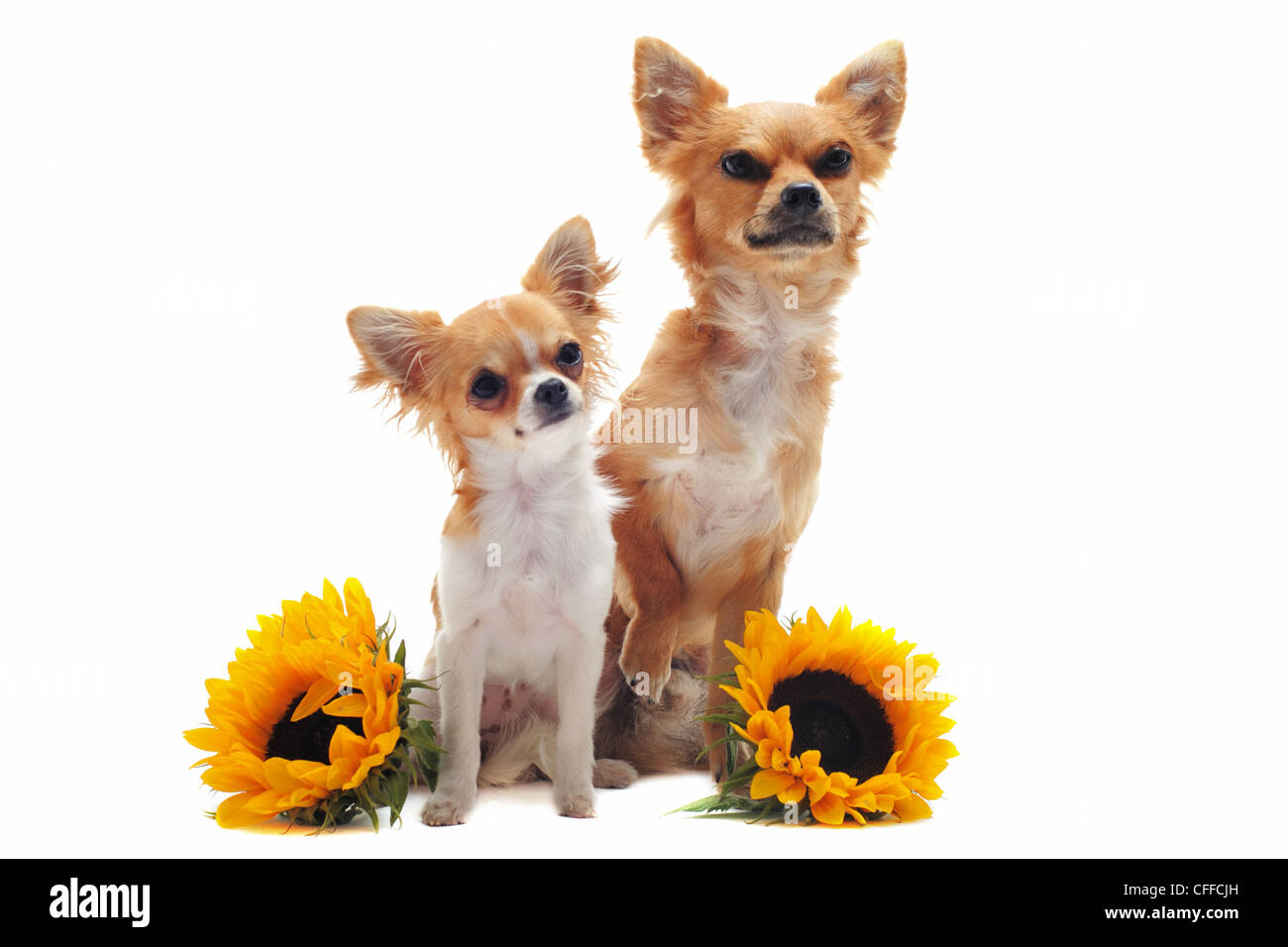 Porträt von einen süßen reinrassige Welpen und Erwachsene Chihuahuas mit Sonnenblumen vor weißem Hintergrund Stockfoto