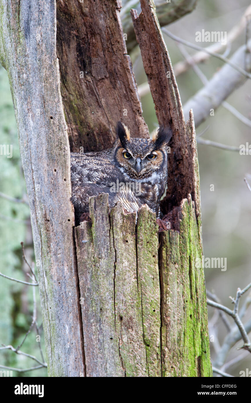 Große gehörnte Eule im Nest sitzen Stockfoto