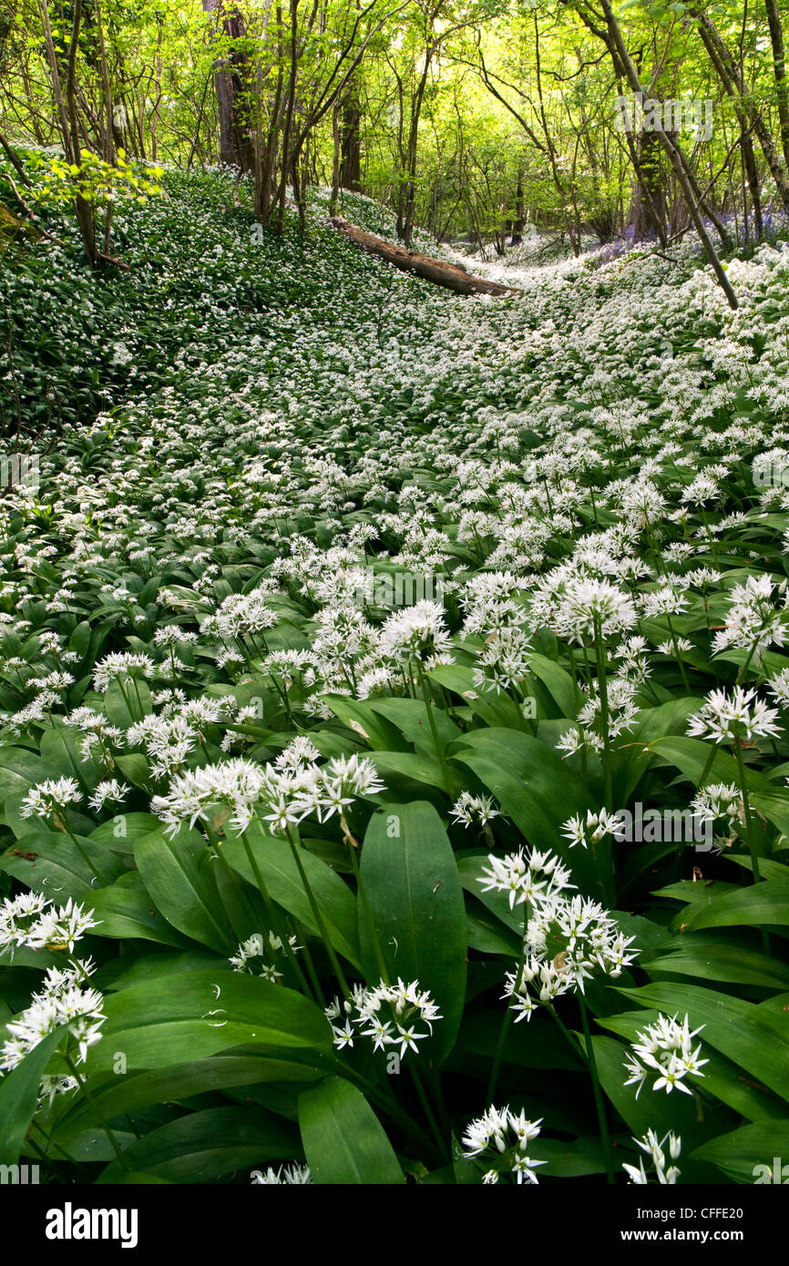 Wilder Knoblauch Blumen ein Waldboden Stockfoto