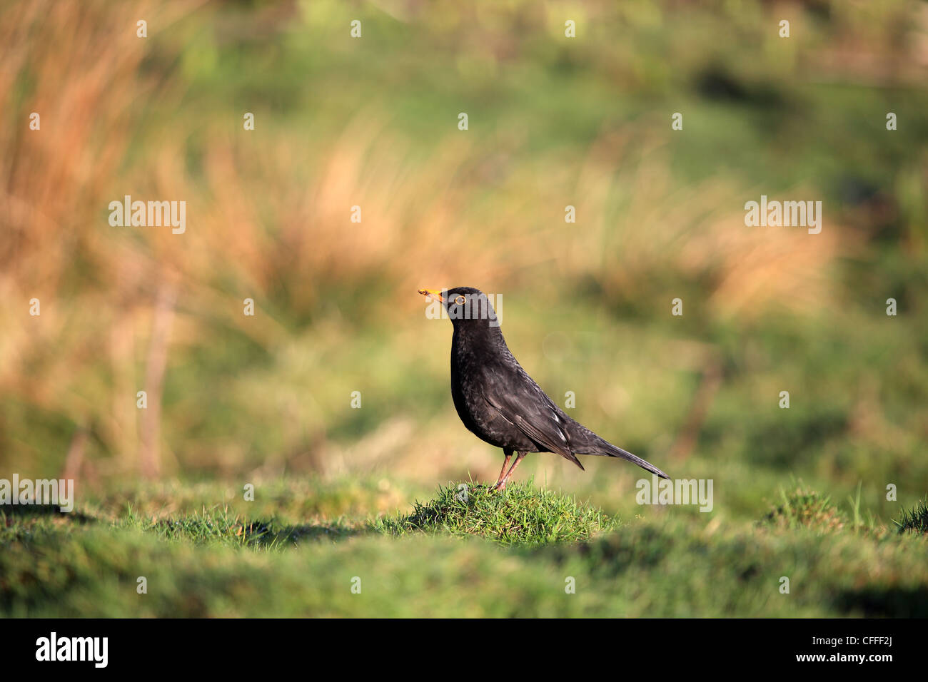 Amsel auf Rasen Stockfoto