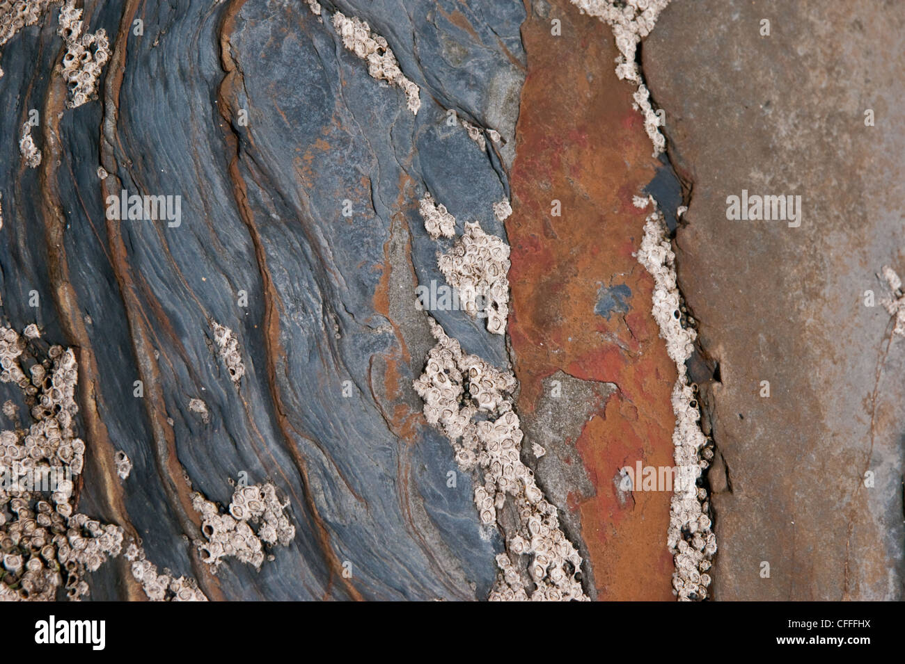 Stein und Schiefer bedeckt Seepocken am Strand Stockfoto