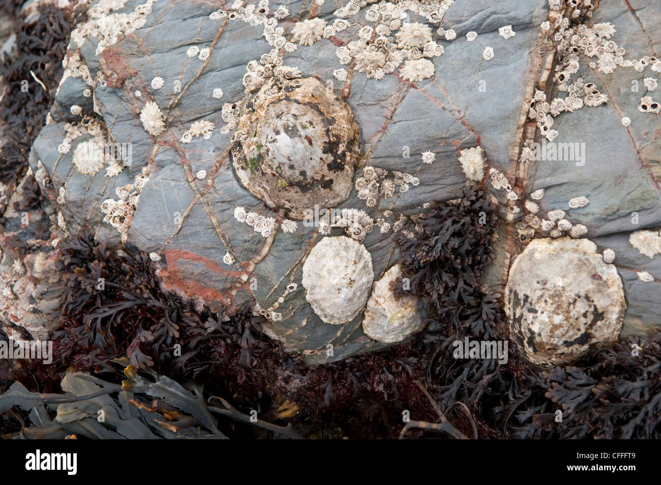 Stein und Schiefer bedeckt Seepocken am Strand Stockfoto