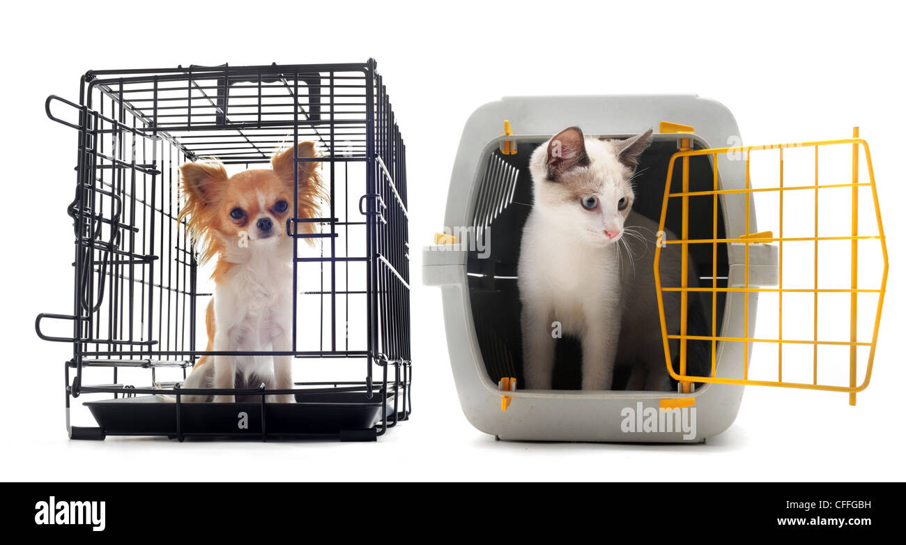 Chihuahua und Katze geschlossen innen Transportbox isoliert auf weißem  Hintergrund Stockfotografie - Alamy