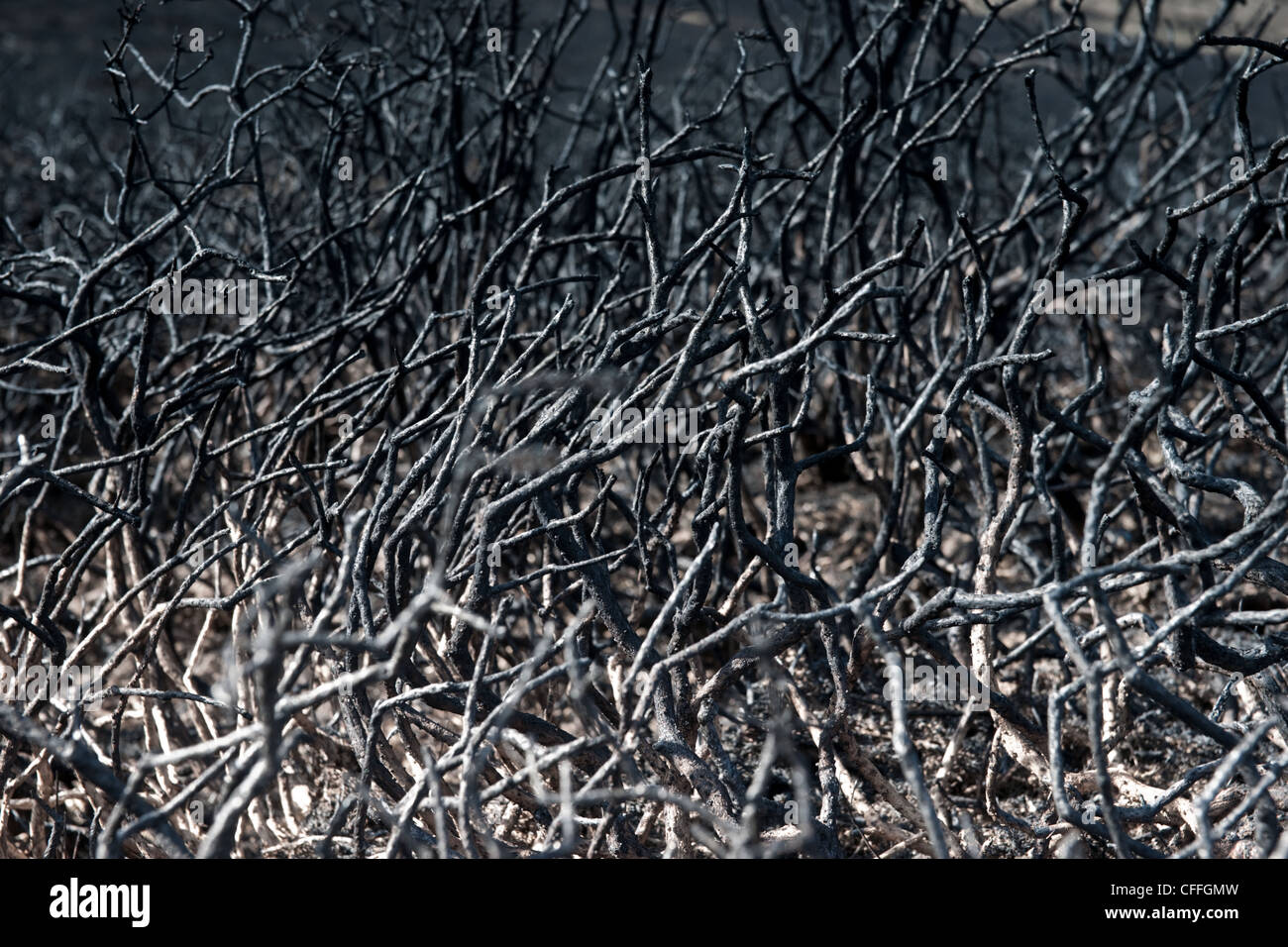 Eine Nahaufnahme der geschwärzten verbranntem Heidekraut und Ginster Zweige. Stockfoto