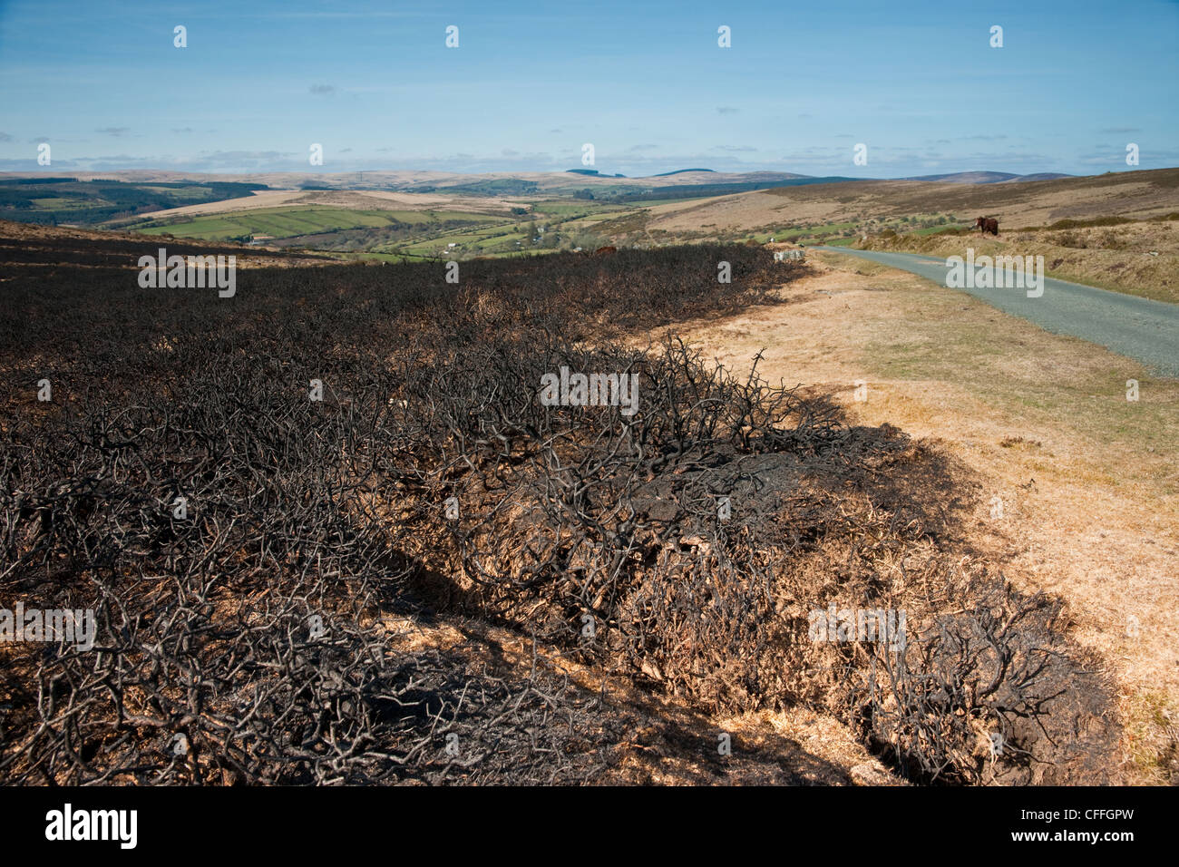 Ein tief nach unten Landschaftsansicht verbranntem Heidekraut und Ginster über ein Moor. Stockfoto