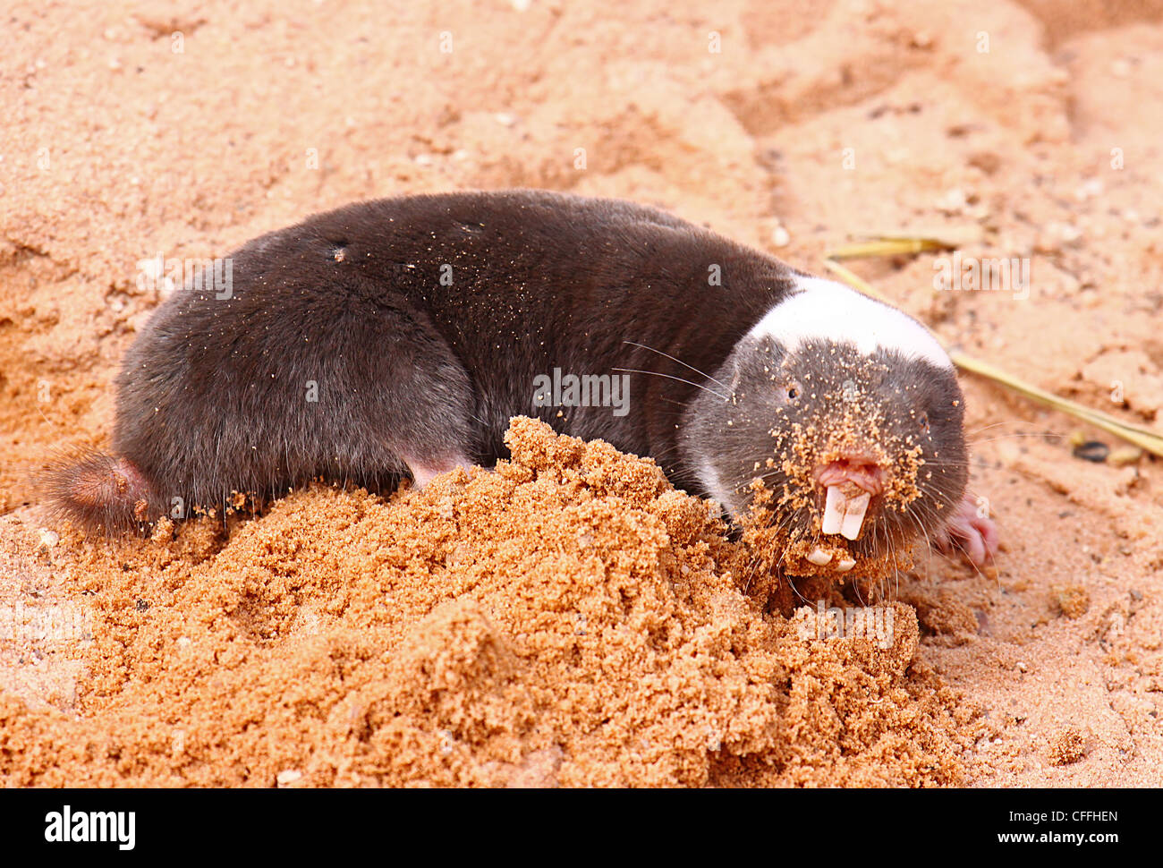 Cryptomys Damarensis, Damara Maulwurf-Ratte, Südafrika Stockfoto