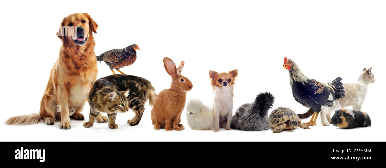 Gruppe von Haustier vor einem weißen Hintergrund Stockfoto