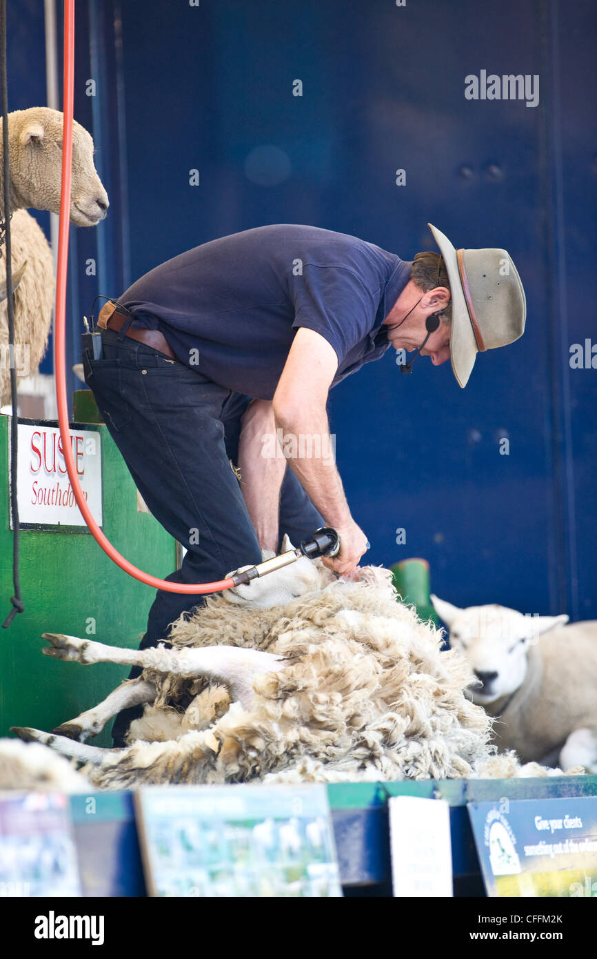 Schafschur-Demo auf der Suffolk Agricultural Show Stockfoto