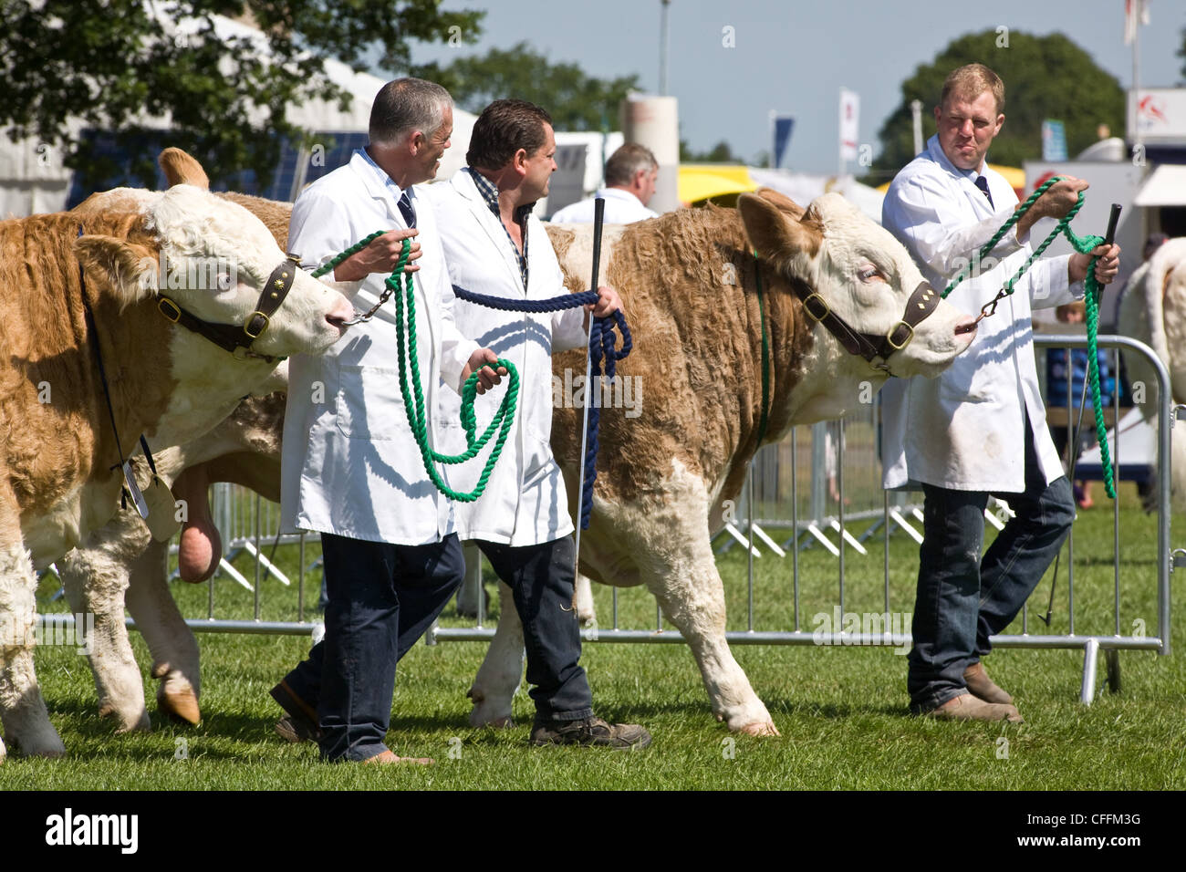 Viehtreiber Rinder an der Suffolk Agricultural Show zeigen Stockfoto