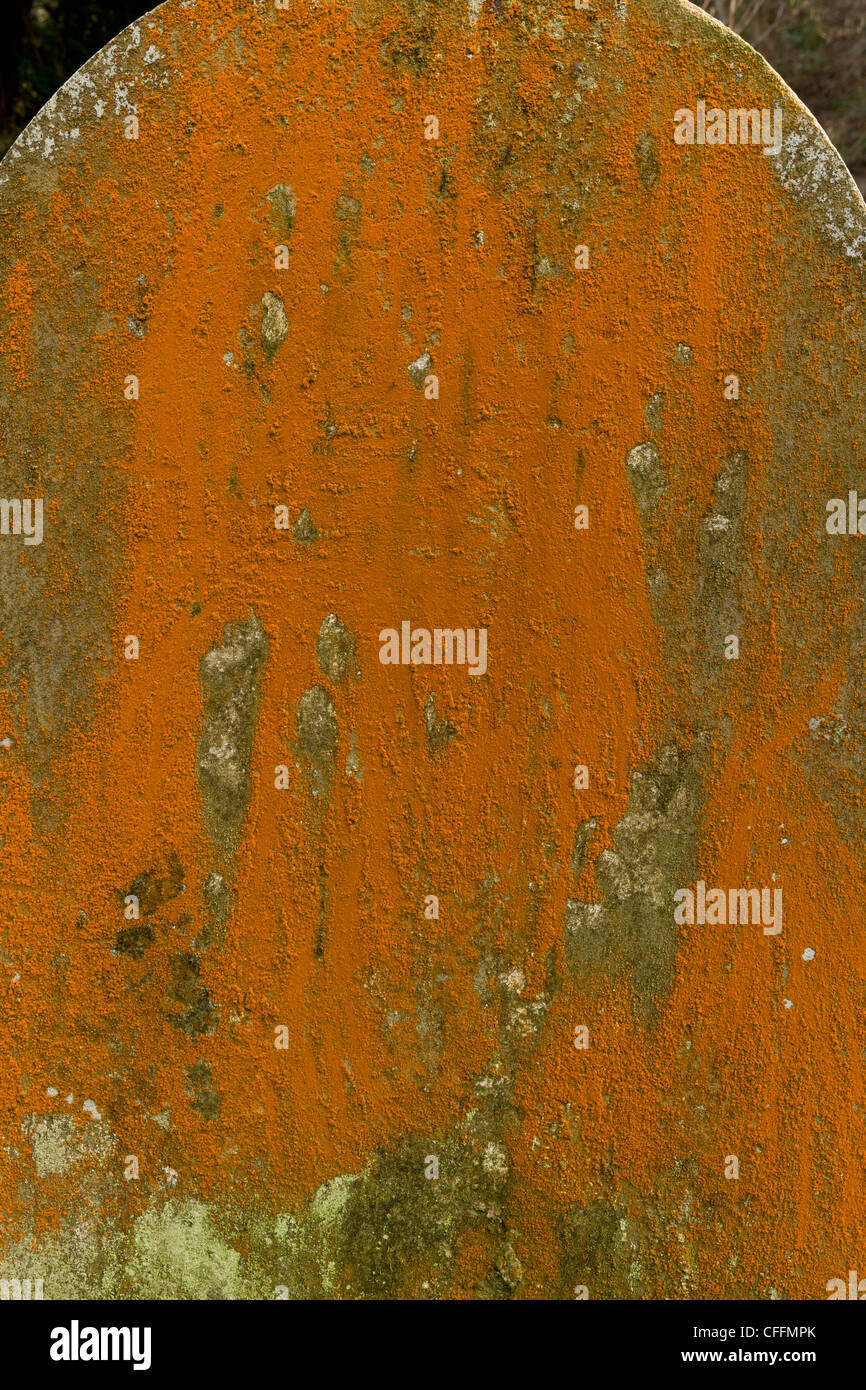 Eine orange filamentösen Alge, Trentepohlia Aurea, auf alten Grabstein auf Culbone, Exmoor. Stockfoto