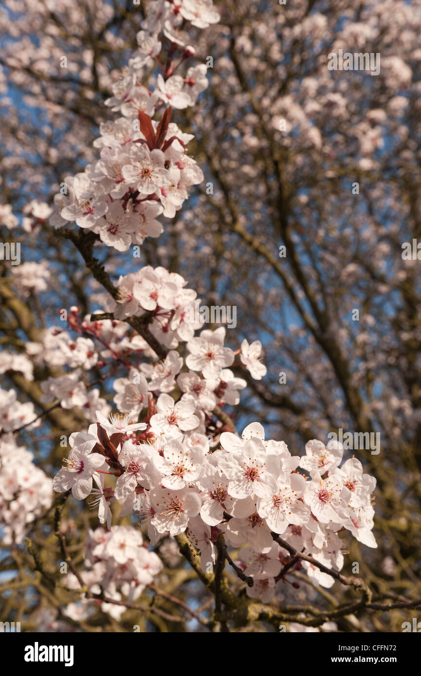 Detail der wilden Lot Kirschblüten blühen im März Beginn der Frühlingszeit Stockfoto