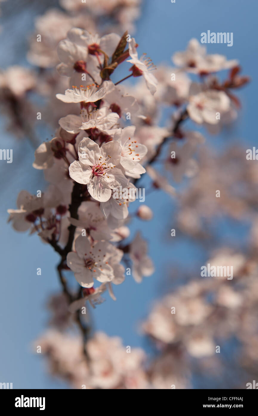 Detail der wilden Lot Kirschblüten blühen im März Beginn der Frühlingszeit Stockfoto