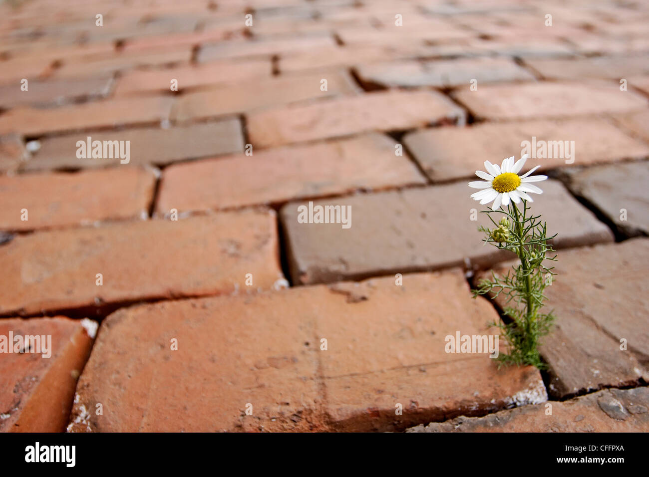 Einzelne Blume in Kopfsteinpflaster Stockfoto