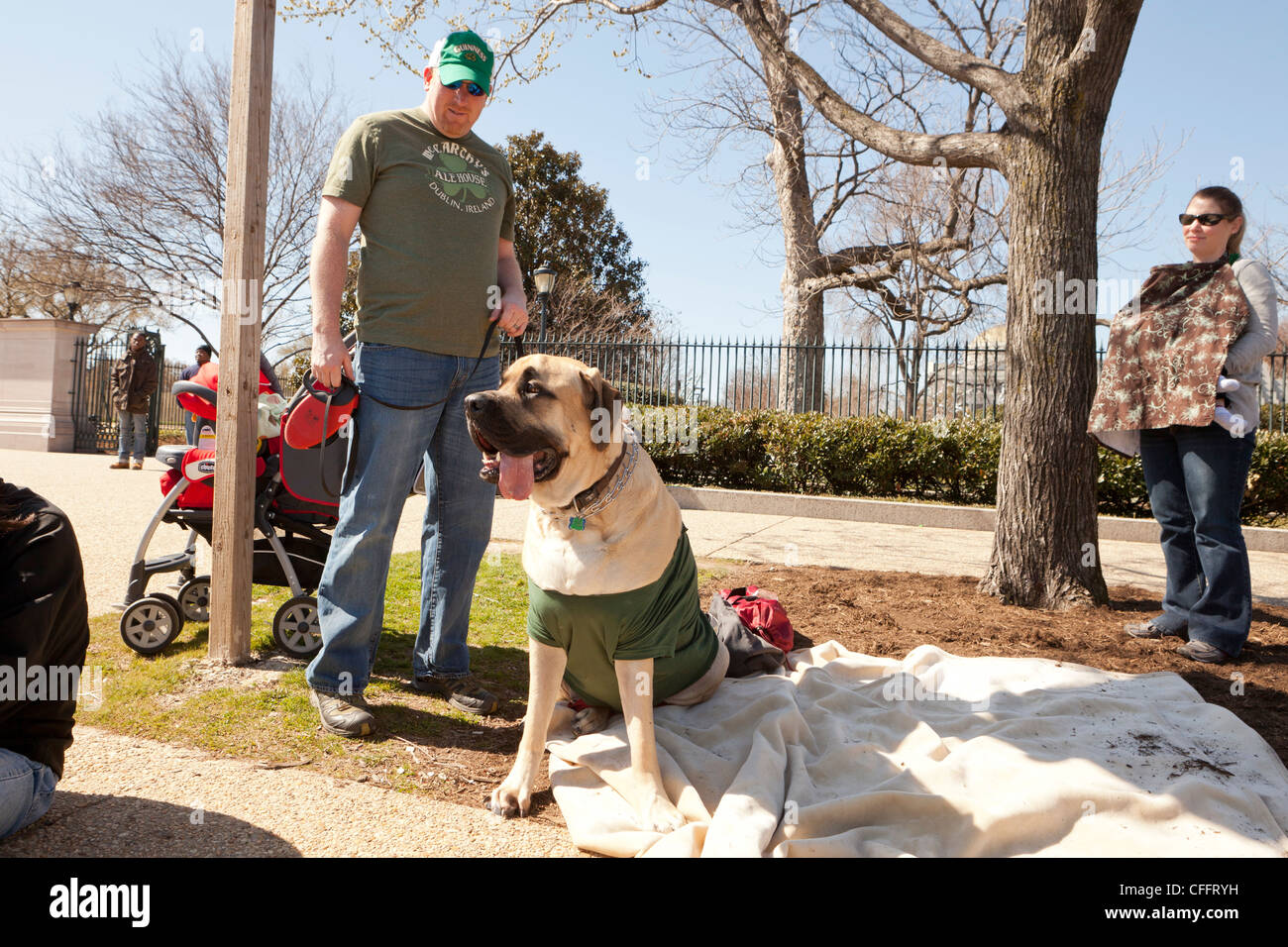 Ein Mastiffhund und Besitzer Stockfoto