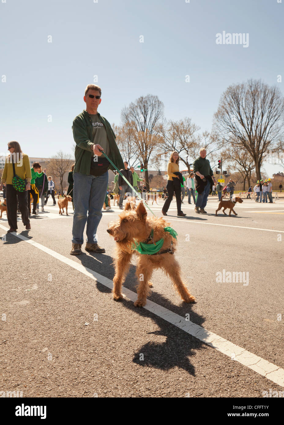 Irish Terrier auf einem Spaziergang Stockfoto
