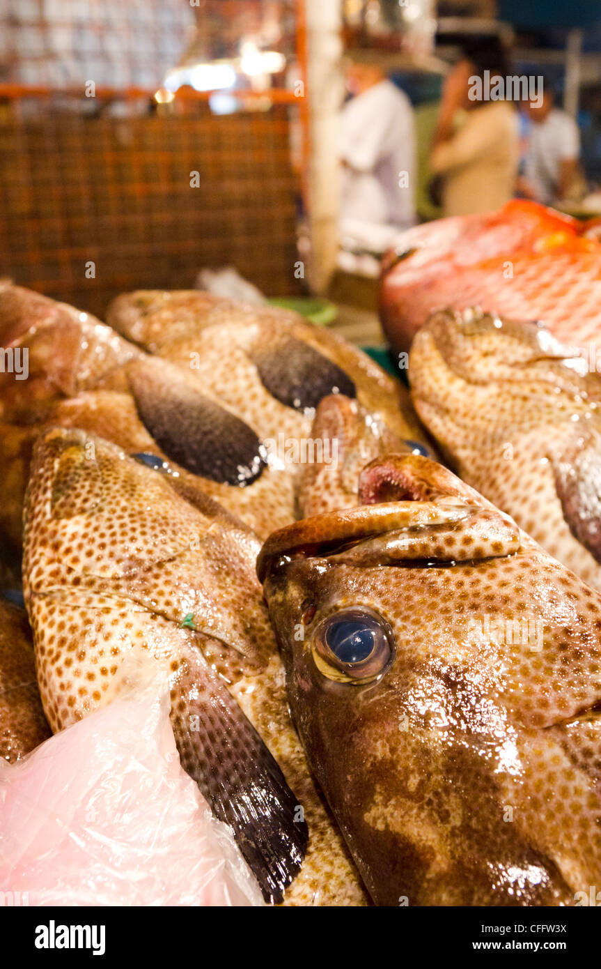 Zackenbarsch Fische im nassen Markt, Philippinen Stockfoto