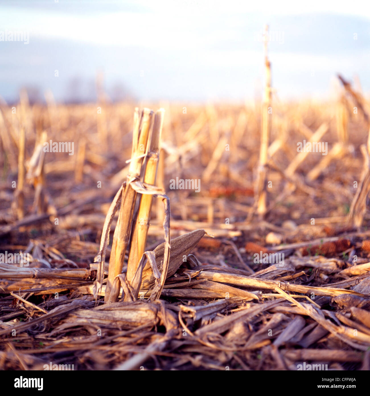 Maisstroh in Feld geschnitten Stockfoto
