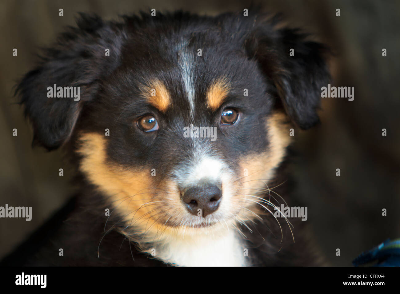 Australian Shepard Black-Tri Hund Welpe Stockfoto