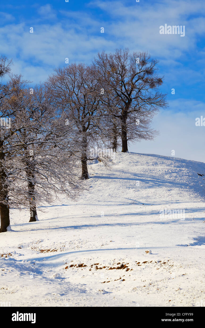 Landschaft im Winter mit Eiche Bäume in der Landschaft. Stockfoto