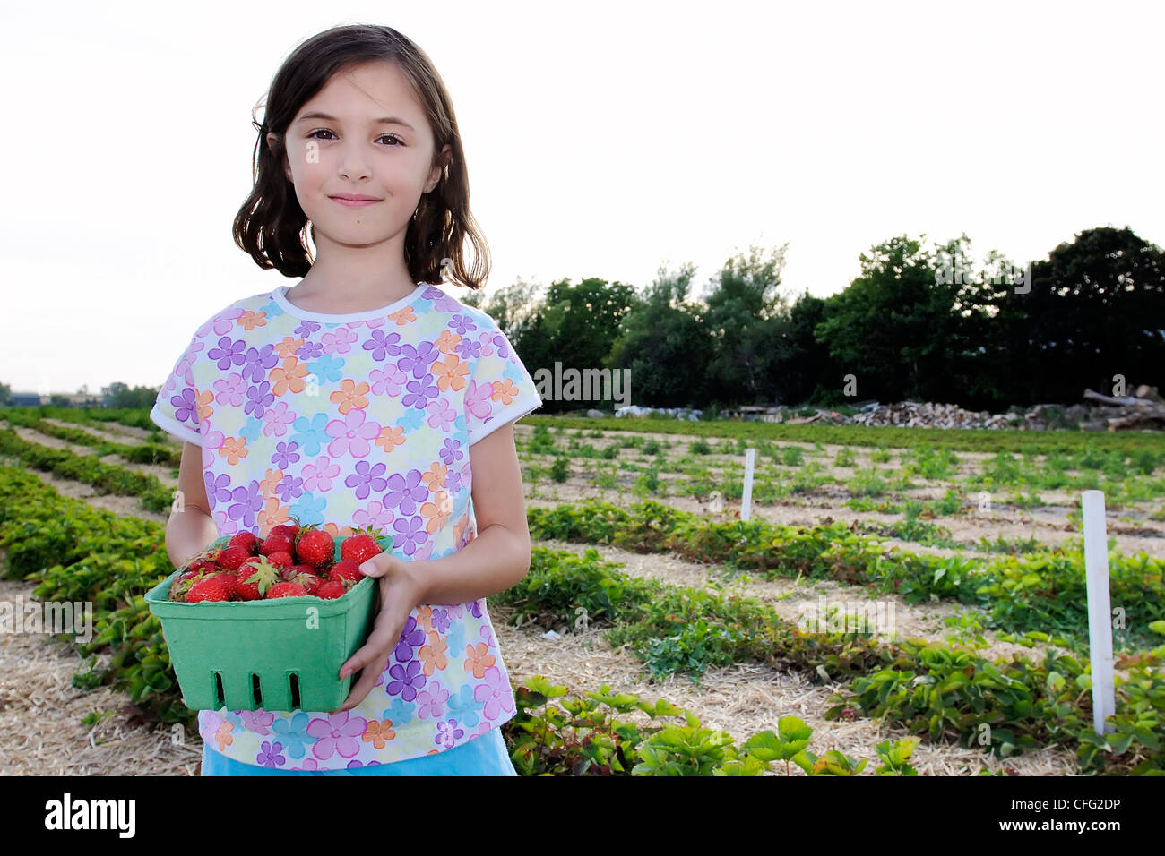 Junges Mädchen Holding Box Erdbeeren, Uxbridge, Ontario Stockfoto