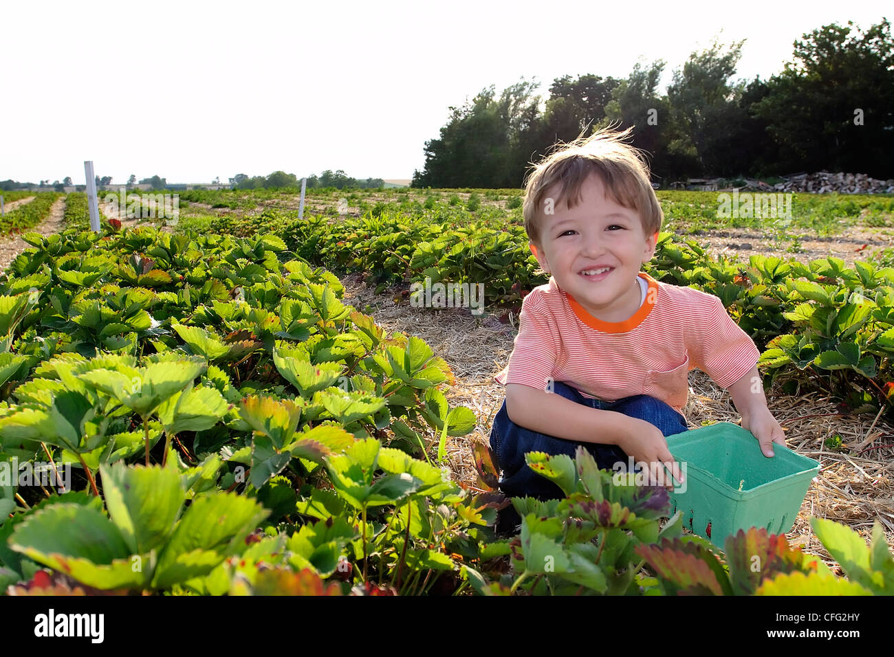 Kleiner Junge pflückt Erdbeeren, Uxbridge, Ontario Stockfoto
