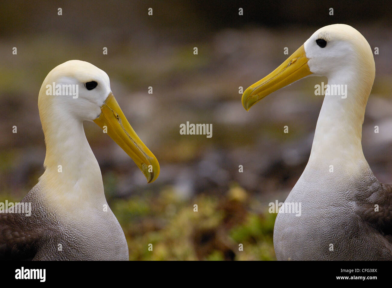 Winkte Albatross Balz, Punto Cevallos, Espanola (Haube) Insel, Galapagos-Inseln, Ecuador, Südamerika. Stockfoto