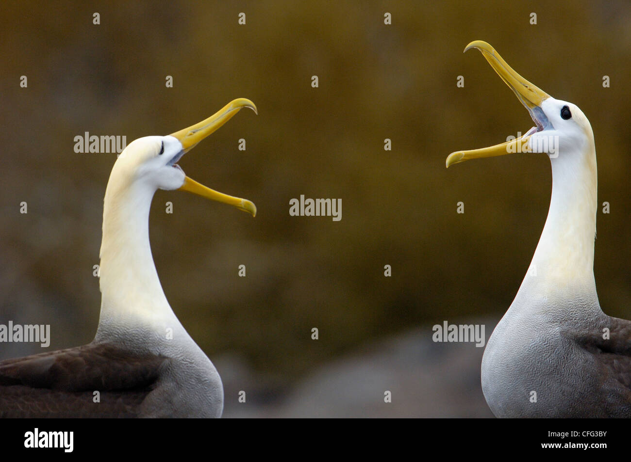 Winkte Albatross paar in Balz Ritual, Espanloa (Haube) Insel, Galapagos-Inseln, Ecuador, Südamerika. Stockfoto