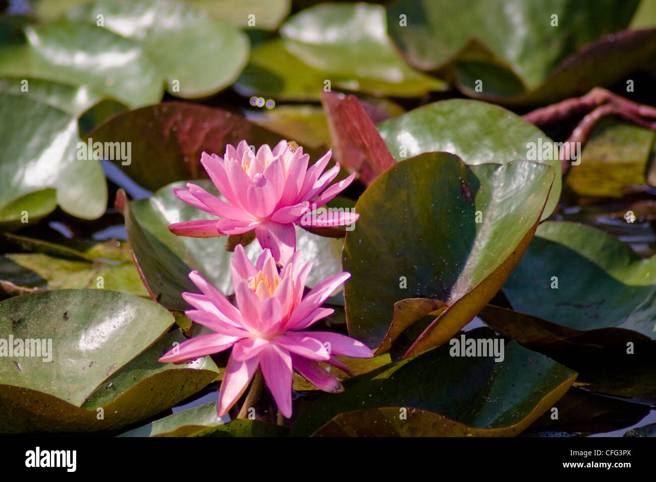 Violette Seerosen Blumen. Stockfoto