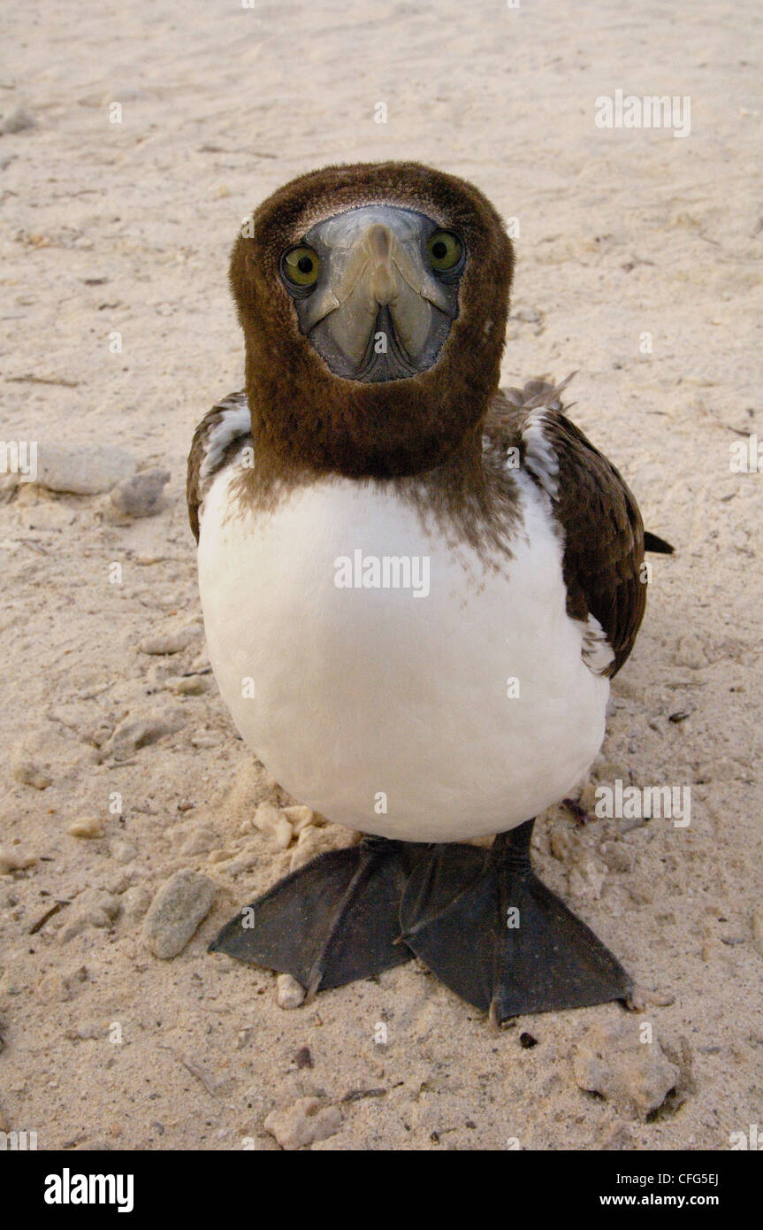 Nazca Tölpel Juvenile (ehemals maskierte Tölpel), Tower (Genovesa) Insel, Galapagos-Inseln, Ecuador, Südamerika. Stockfoto