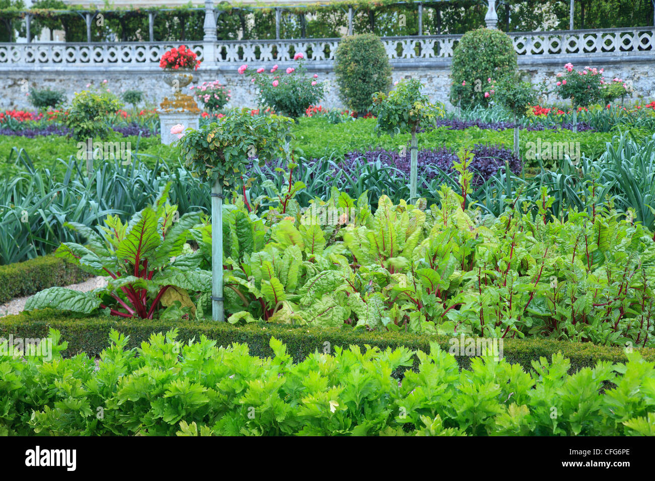 Frankreich, Gärten von Schloss Villandry, der Küchengarten behandelt wie ein "Jardin à la Française". Stockfoto