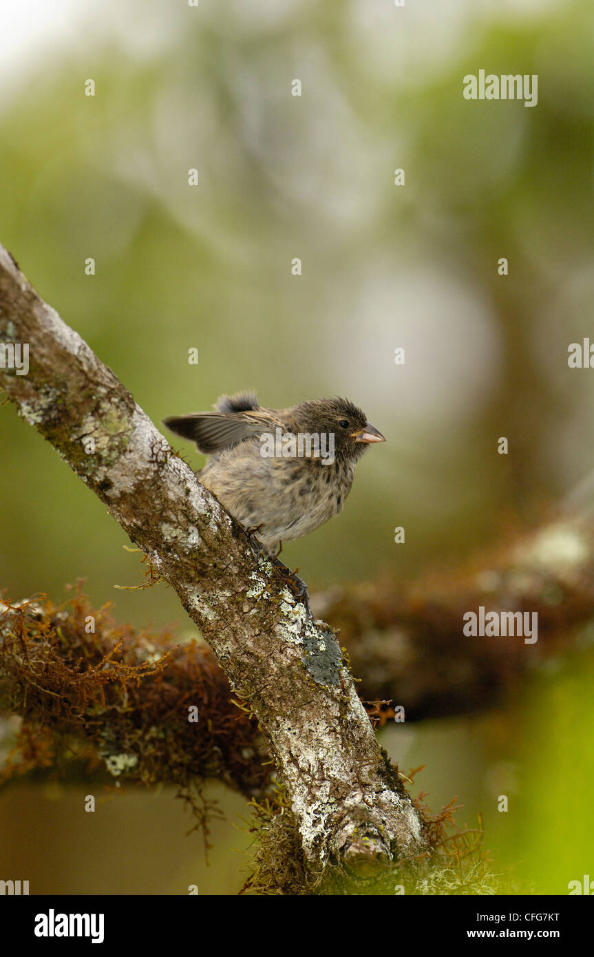 Mittelfein gemahlenen Finch, Hochland von Santa Cruz Island, Galapagos-Inseln, Ecuador, Südamerika. Stockfoto