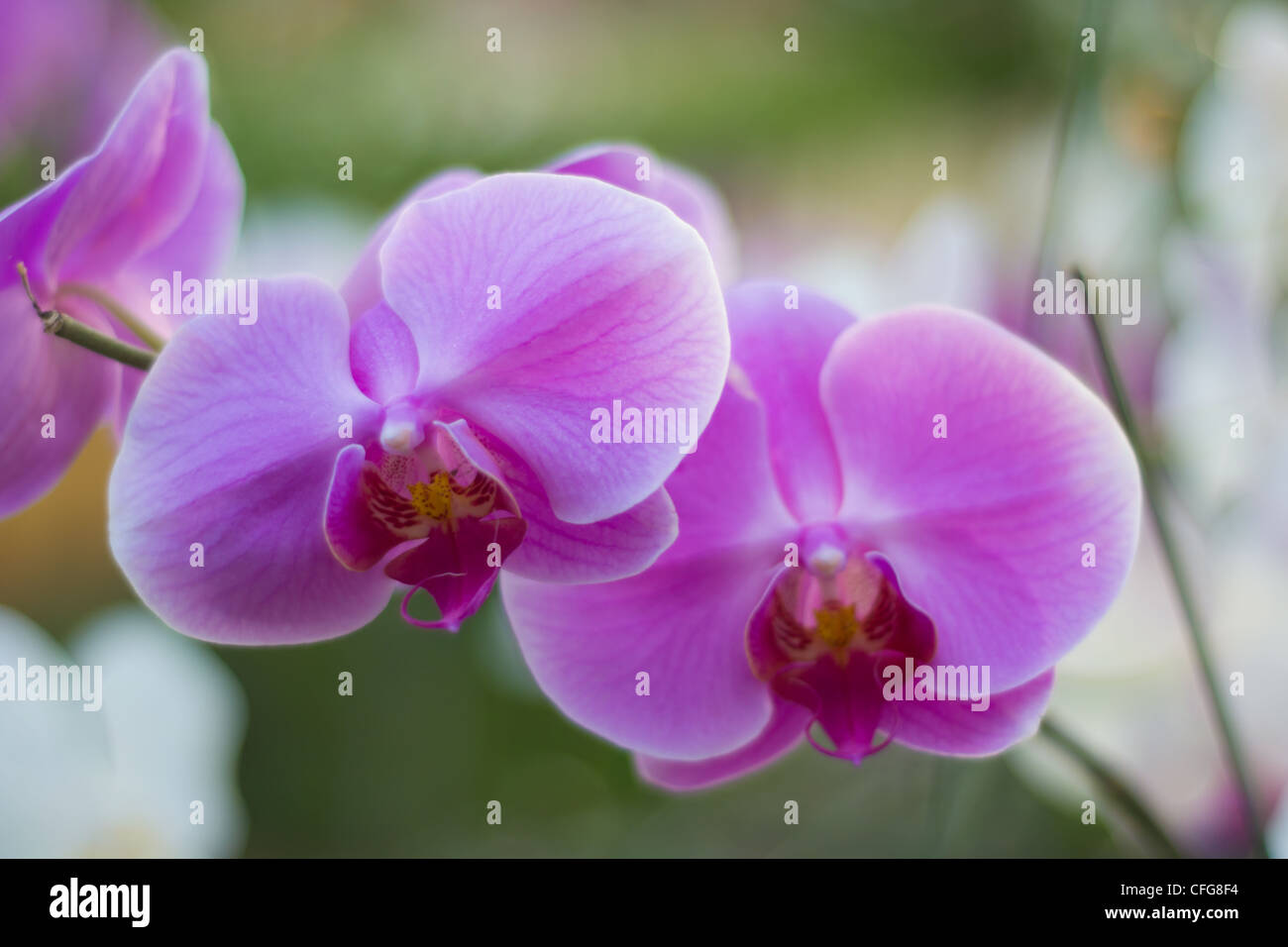 Phalanopsis Orchidee Stockfoto