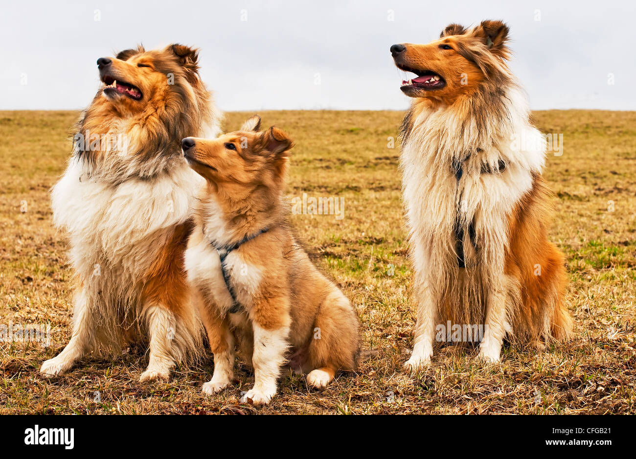 Amerikanische und britische Collie Hunde Stockfoto