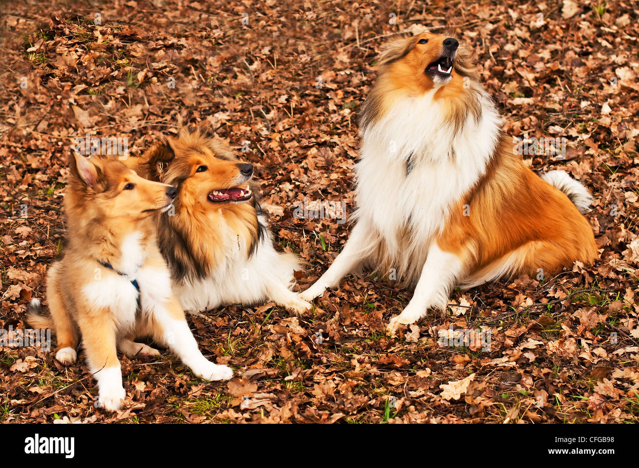 Amerikanische und britische Collie Hunde Stockfoto