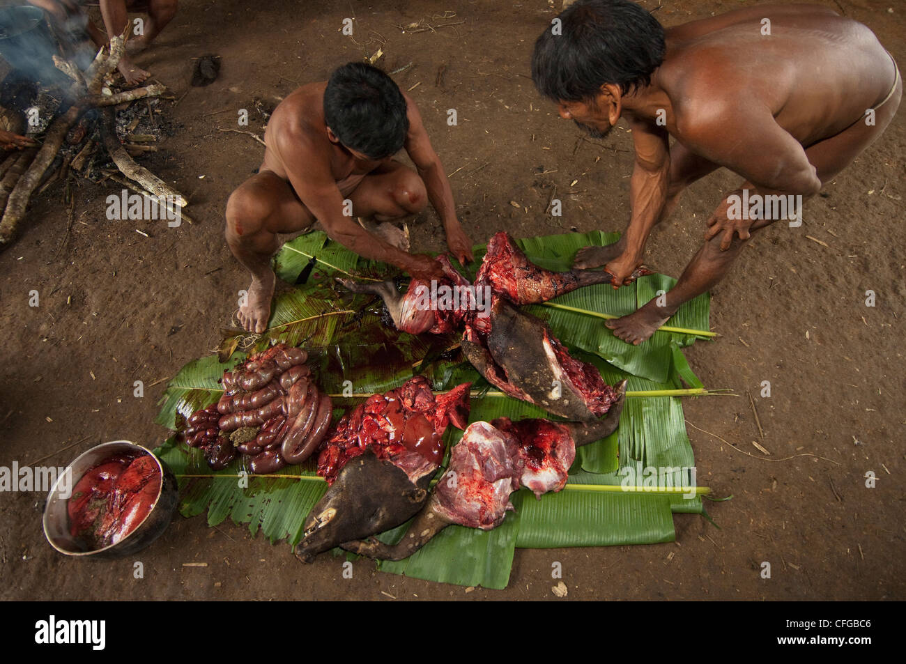 Huaorani Indianer Schlachten ein Peccary, die sie entweder Kochen oder Rauchen werden. Bameno Gemeinschaft, Yasuni, Amazonas, Ecuador Stockfoto