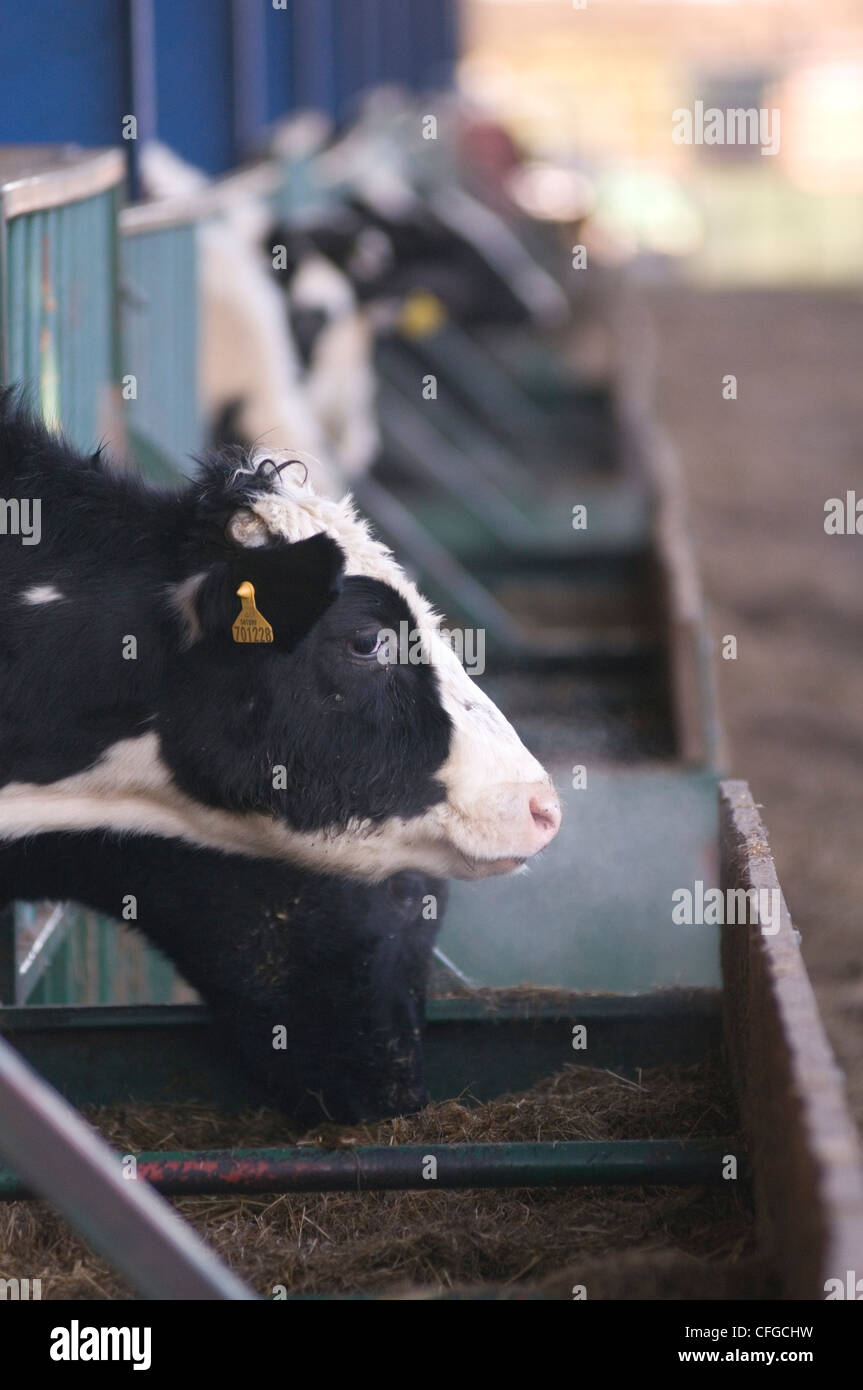 intensive Landwirtschaft Kuh Kühe Fleisch Produktion Landwirt Bauernhof Betriebe Rinder Stall Stände Trog füttern Nahrung essen Milch Produktion dai Stockfoto